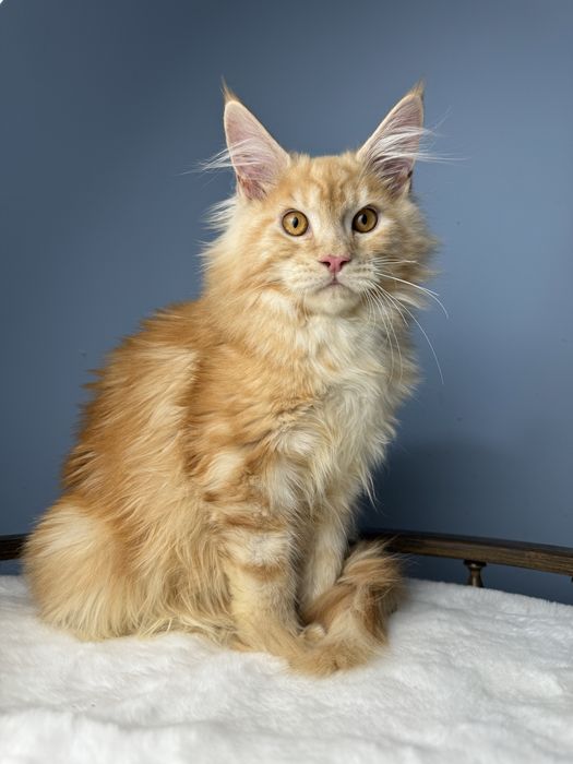 Яркий рыжий мальчик мейн кун 4 месяца крупная линия