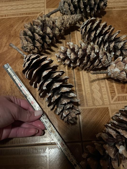 Литая заснеженная гирлянда. Шишки сосновые, шишки кедровой сосны