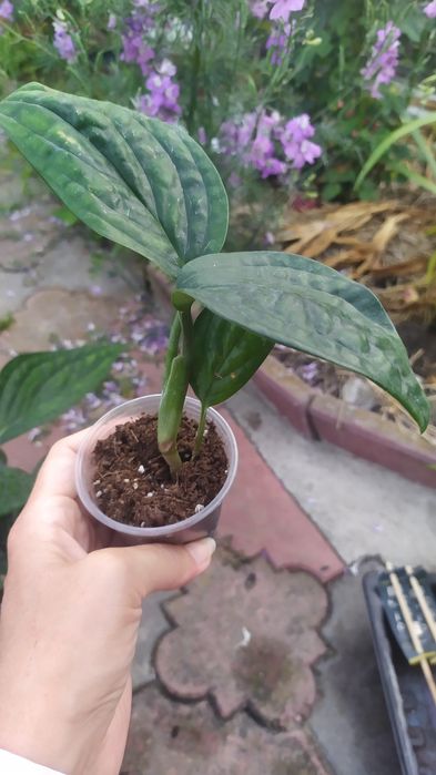 Епіпремнум марбл планет