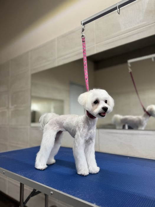 Грумінг на вул. Стеценка, район Берковець