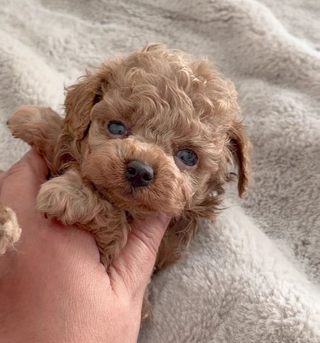 Дівчинка той пудель супер міні