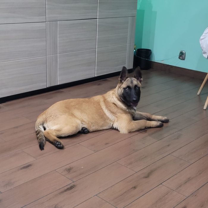 Owczarek belgijski & niemiecki