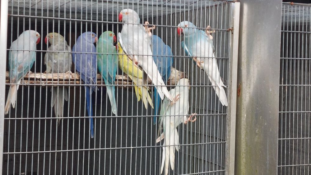 Ring Necks várias mutações