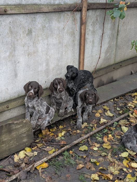 Цуценята Дратхаара