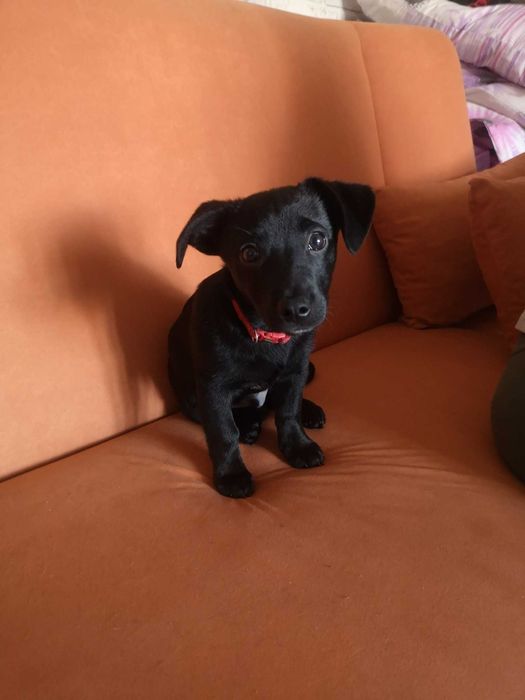 Pisek Carbon gdzie ty