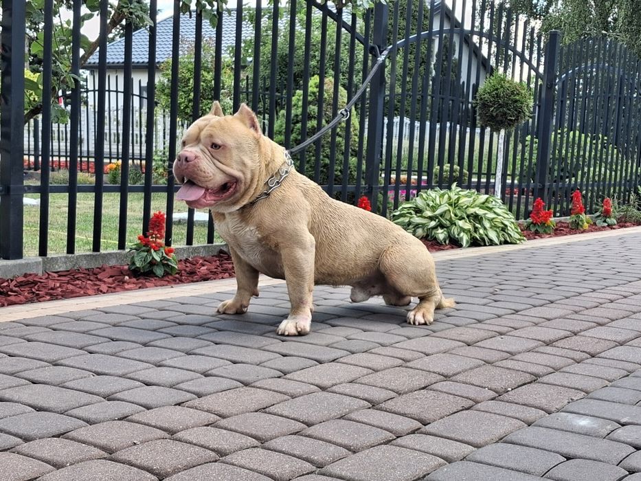 American bully okazja
