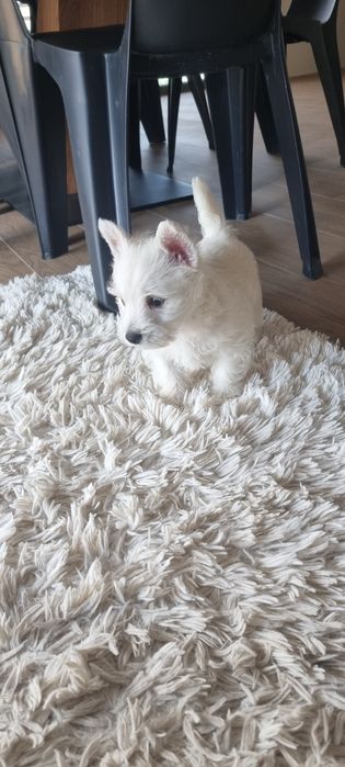 West Highland White Terrier- szczeniak suczka