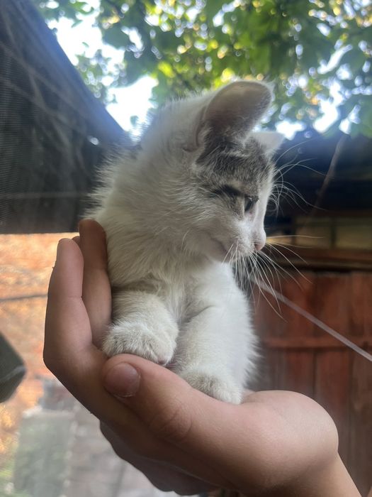 Відам котинят в хороші руки