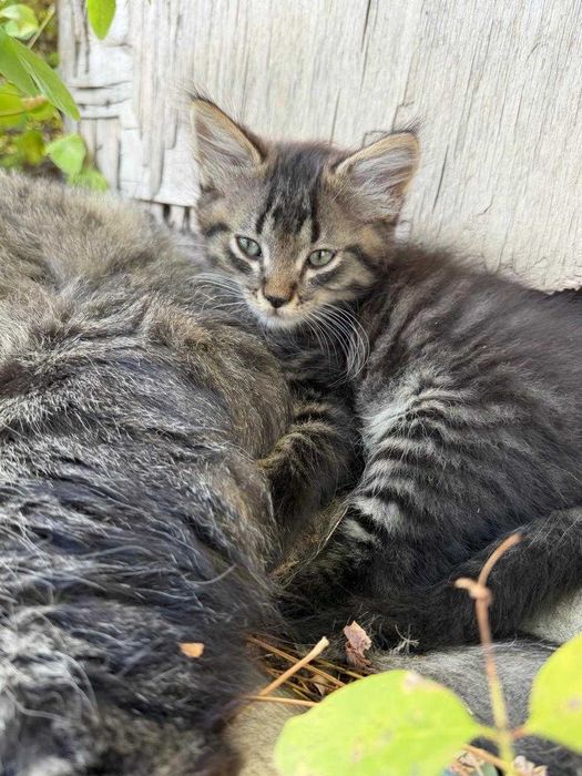 Кошенята 2 місяці