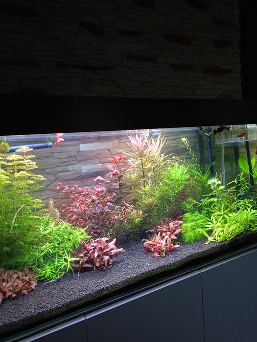 Roślinki do akwarium