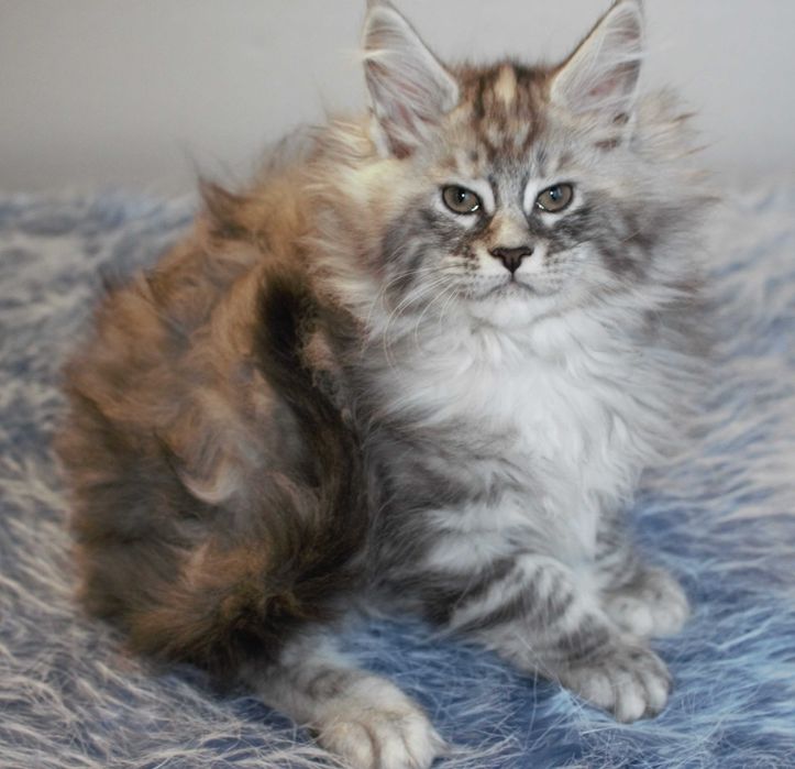 Piękna kotka do hodowli