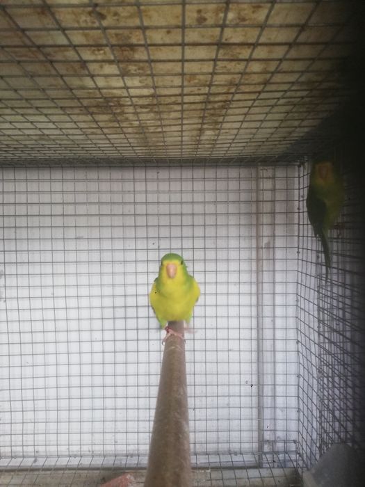 Piriquito limão macho