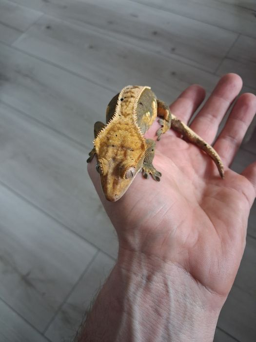 Samica Gekon Orzesiony