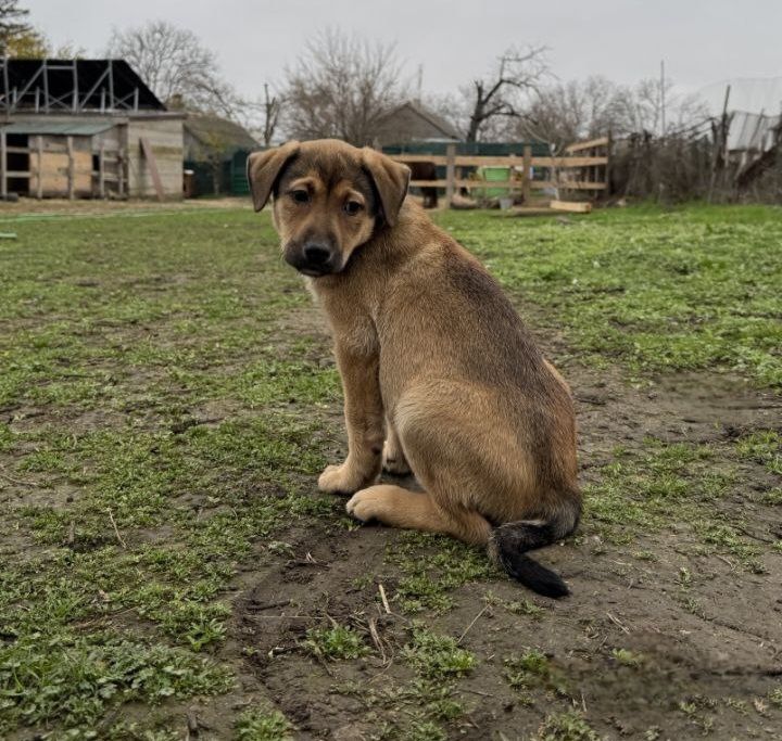 Отдам даром в добрые руки щенка метис овчарки и алабая