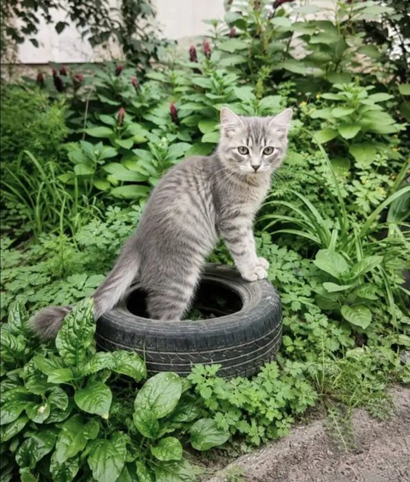 Отдам даром в добрые руки котят