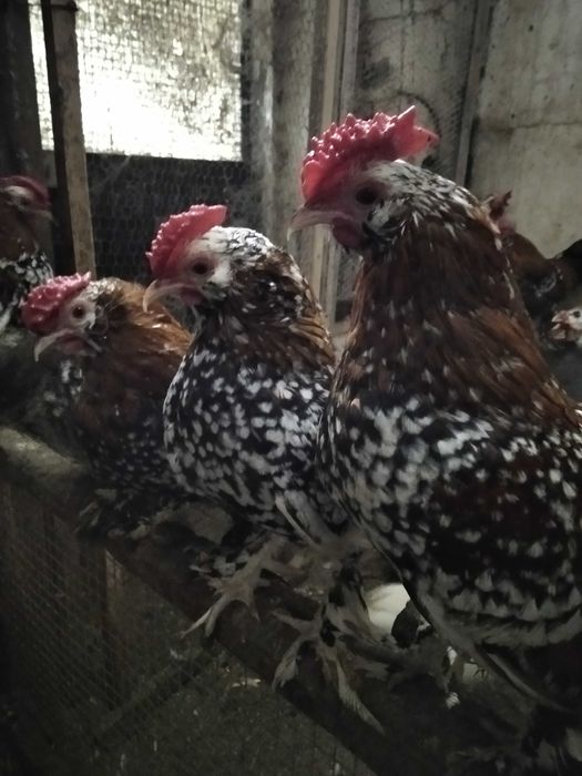 Garnizos Mil Flores (machos)