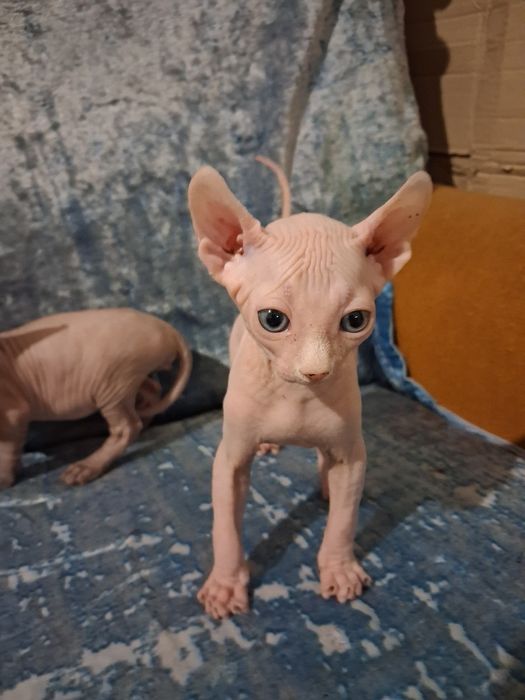 Кошенята сфінкс-ельф