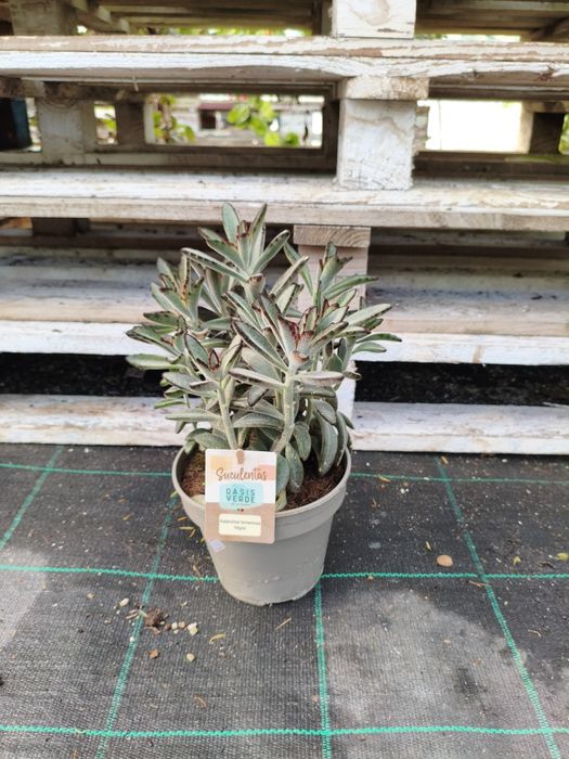 kalanchoe tomentosa nigra - planta em vaso