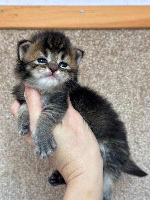 Jasmine-Kotka Maine Coon