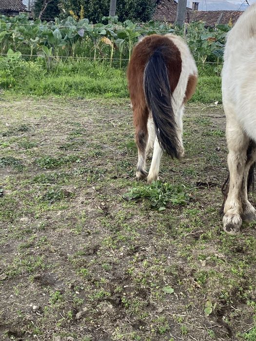 Ponei olho azul ( macho)