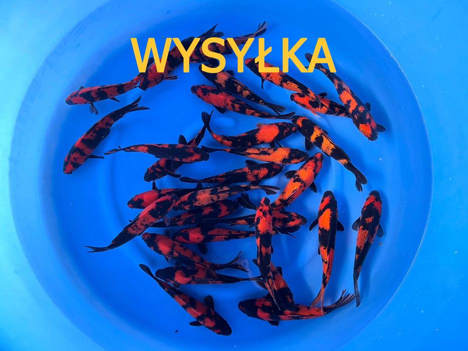 Originalne Karpie koi Butterfly - WYSYŁKA - japonska krew Białystok