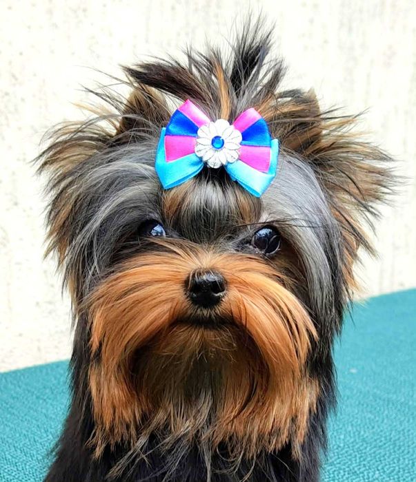 York , Yorki -  Śliczna suczka  Yorkshire Terrier  ZKwP   FCI .