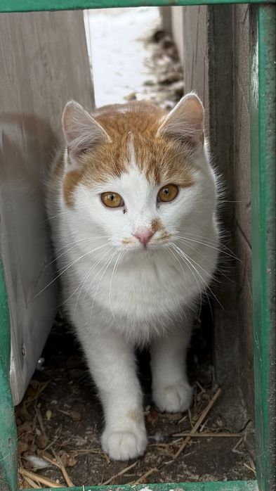 Віддам в добрі руки