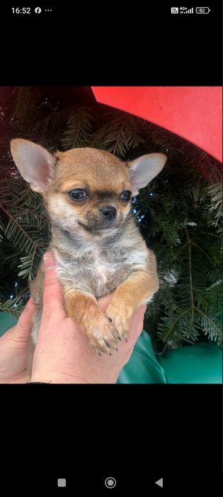 Мини щенок чихуахуа