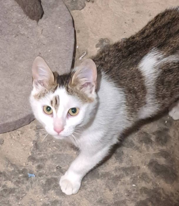 Młody  kotek FELV+  szuka domu