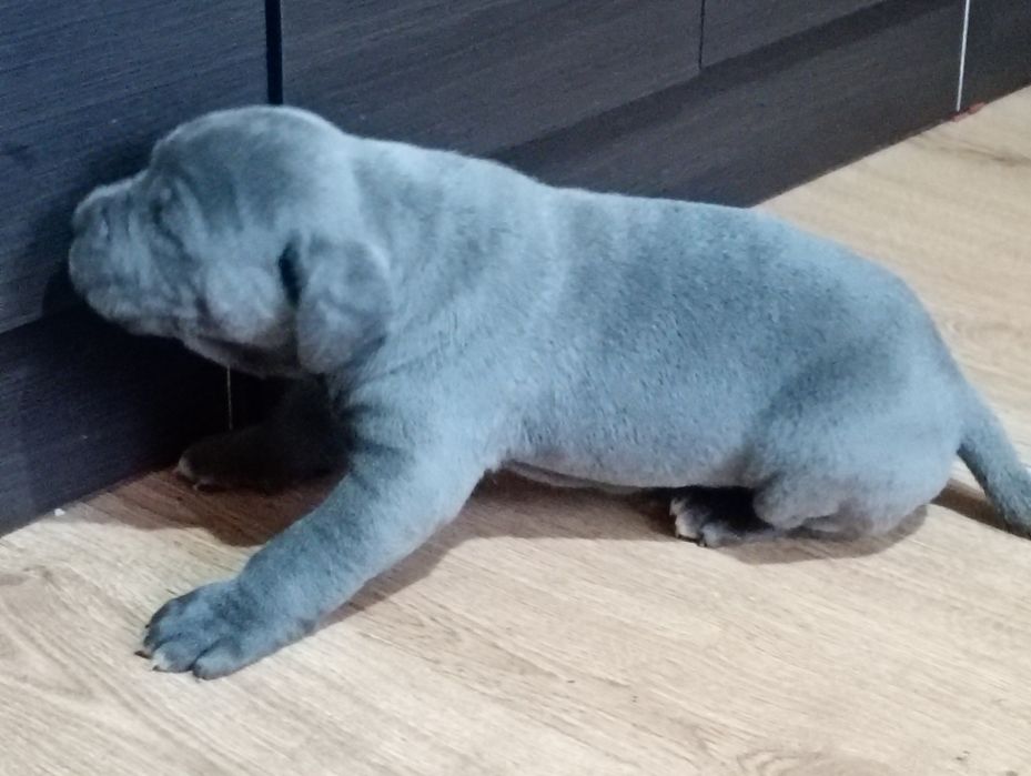 Cane Corso - BŁĘKITNY Chłopiec