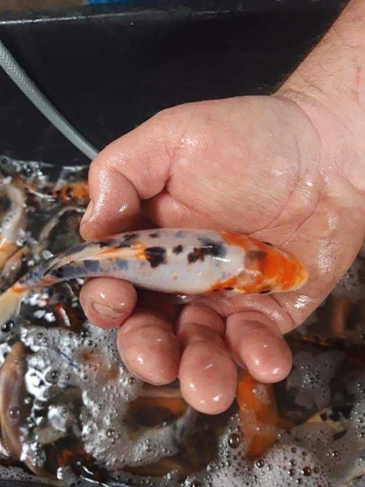 karp koi,karaś ozdobny itd