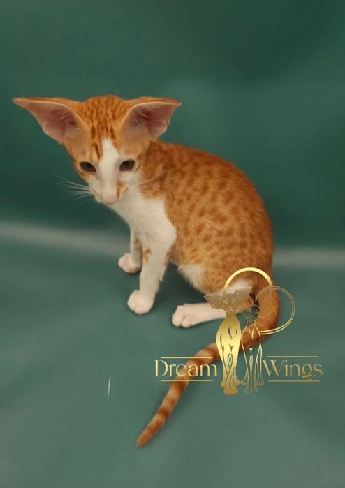 Ориентальный малыш