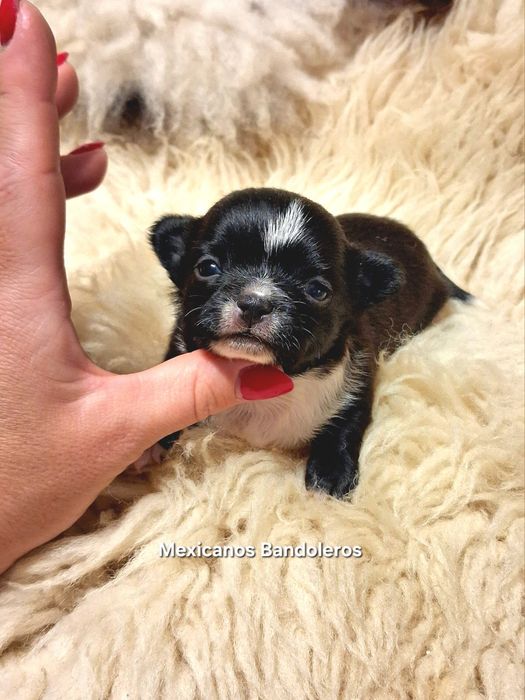 NAJPIĘKNIEJSZY MINI KRÓLEWICZ chihuahua. Krótkowłoy chłopczyk !