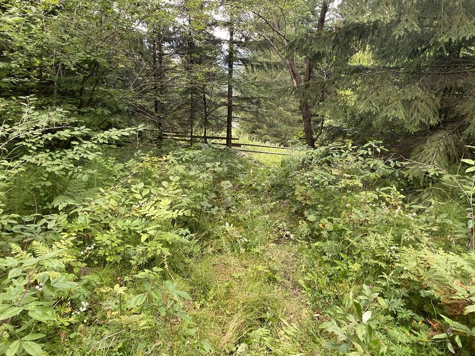 Ділянка в лісі, під будівництво. Вся в деревах