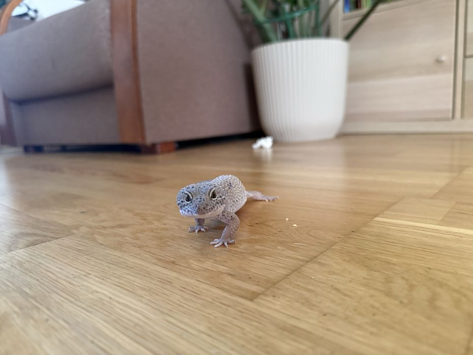 Gekon lamparci + terrarium