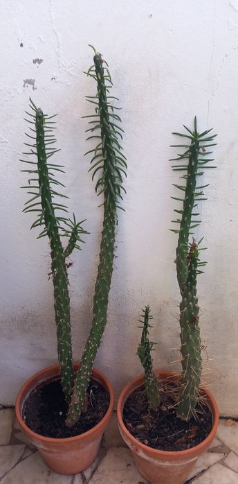 Cactos grandes 8€ cada vaso