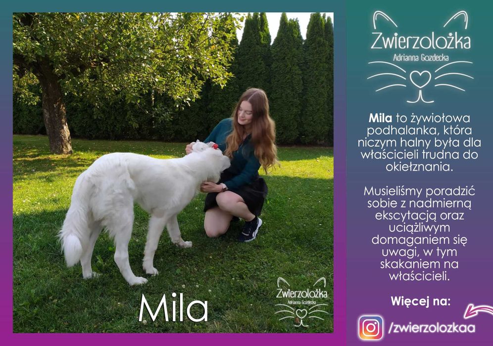 Behawiorysta zoopsycholog – Koty, Psy, Gryzonie