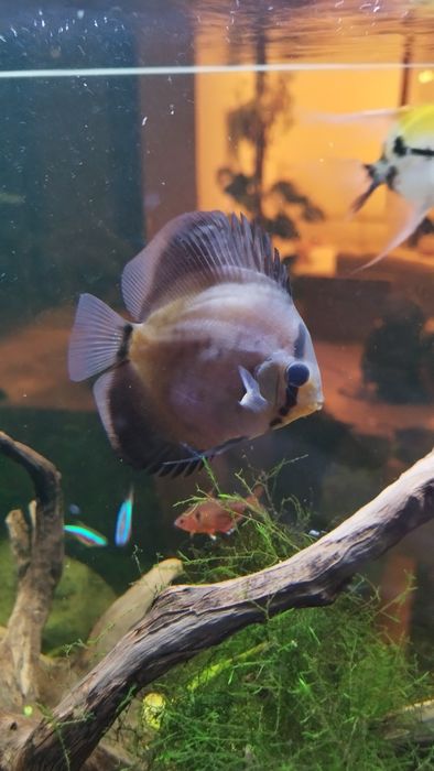 Paletka cobalt ok 7 cm