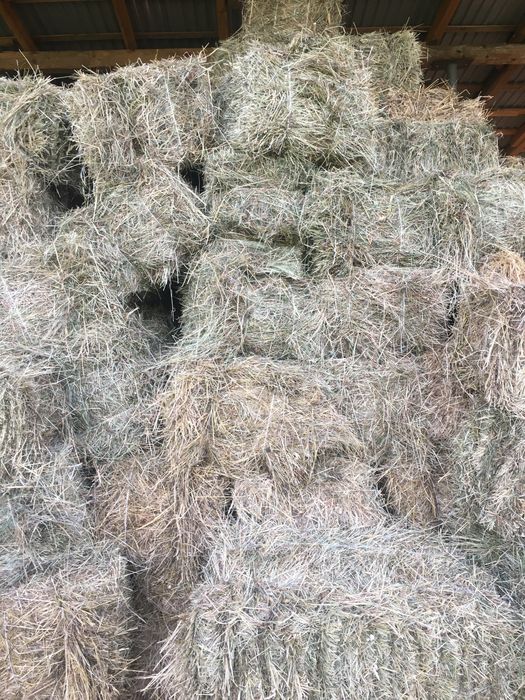 Сіно в тюках ціна 70