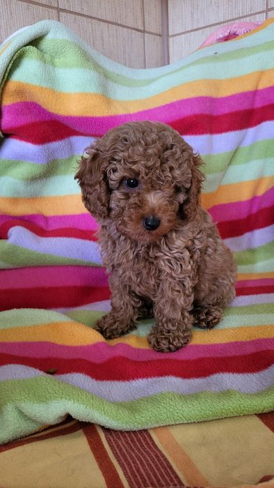 Той пудель ред браун.