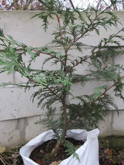 Саженцы красного дерева. Туя гигантская. Красный кедр [Thuja Plicata]