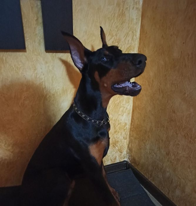 Доберман Для В'язки