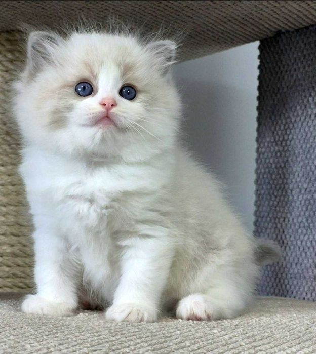 Ragdoll Kocurek Niebieski bikolor z rodowodem