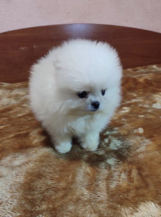 Круті дівчатка та хлопчики померанські шпіци у типі Мішки!