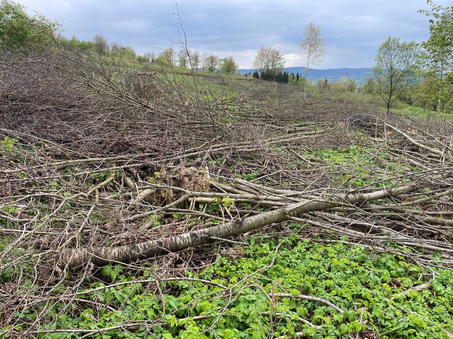 Oddam drewno, drzewa z wycinki za darmo