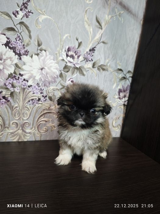 Продам Пікінесів