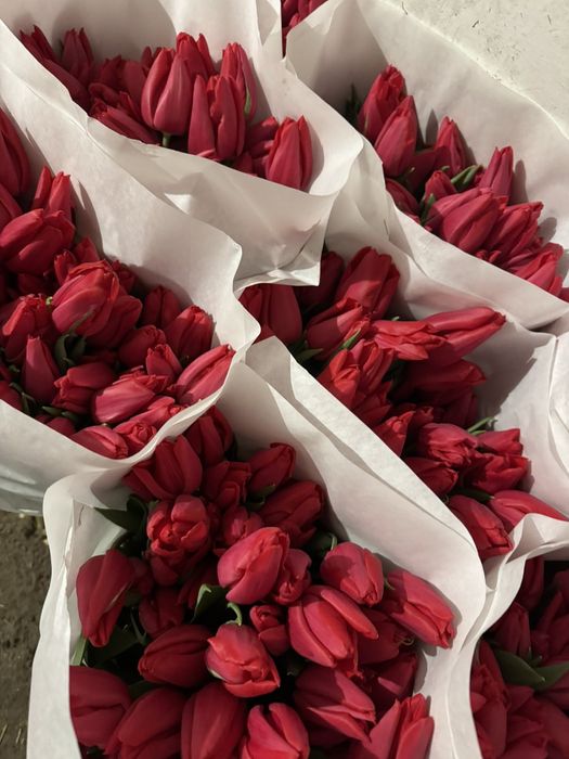 Тюльпан оптом до 8 березня