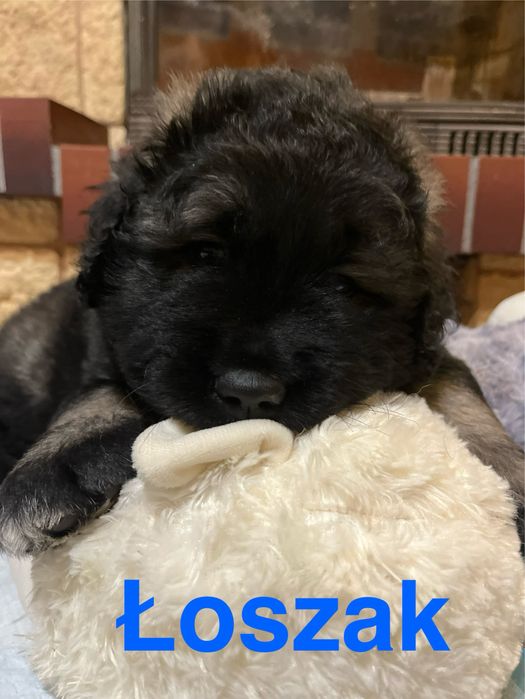 owczarek kaukaski szczenię FCI