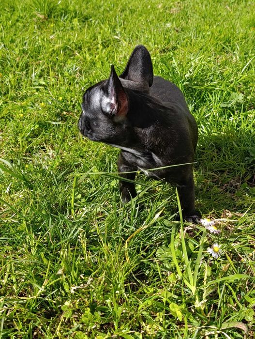 Bulldog Francês fêmea