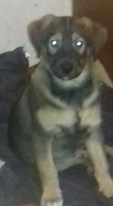 Щенки даром. Охранники.